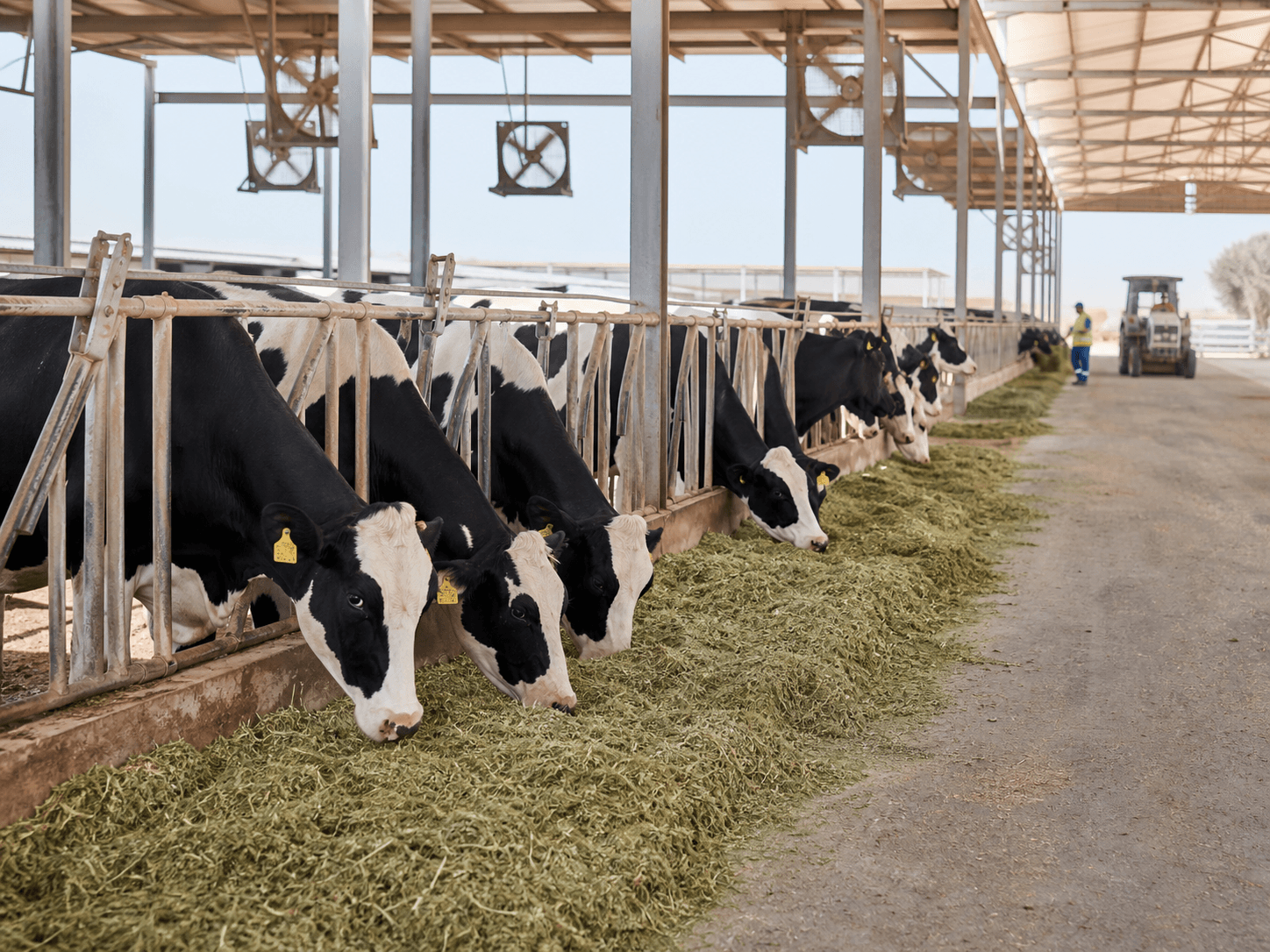 Dairy Farms