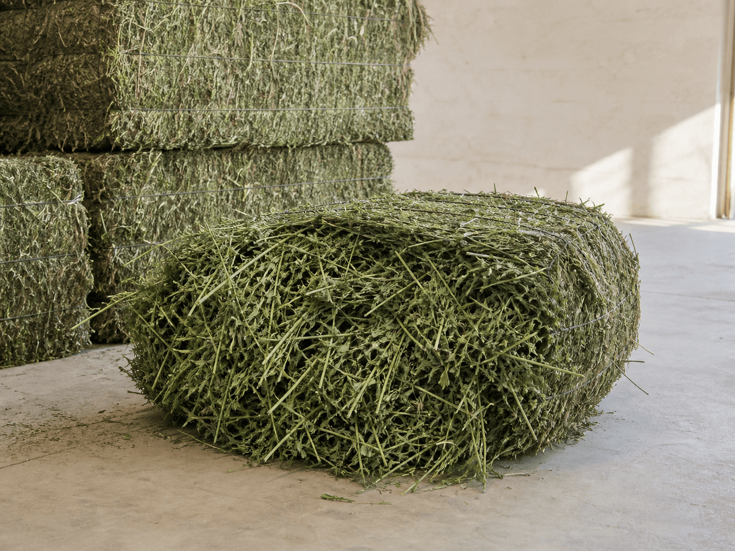 Alfalfa available from Vedera in the UAE
